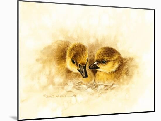 Ducks-null-Mounted Giclee Print