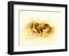 Ducks-null-Framed Giclee Print