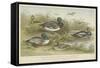 Ducks-null-Framed Stretched Canvas