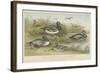 Ducks-null-Framed Giclee Print