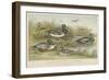 Ducks-null-Framed Giclee Print