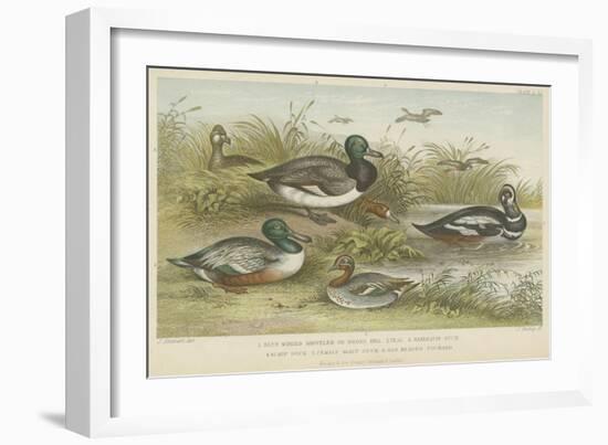 Ducks-null-Framed Giclee Print