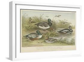 Ducks-null-Framed Giclee Print