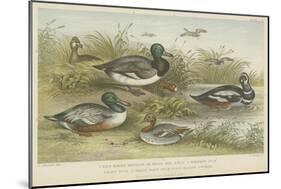 Ducks-null-Mounted Giclee Print