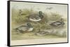 Ducks-null-Framed Stretched Canvas