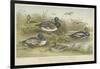 Ducks-null-Framed Giclee Print