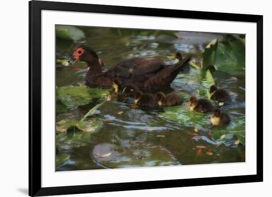 Ducky Swim-Steve Hunziker-Framed Art Print