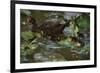 Ducky Swim-Steve Hunziker-Framed Art Print