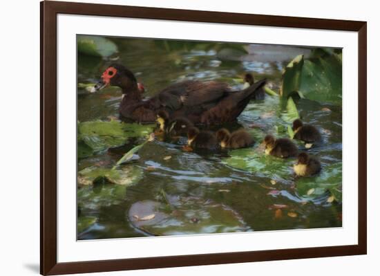 Ducky Swim-Steve Hunziker-Framed Art Print