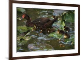 Ducky Swim-Steve Hunziker-Framed Art Print