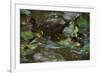 Ducky Swim-Steve Hunziker-Framed Art Print