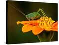 Stretched Canvas