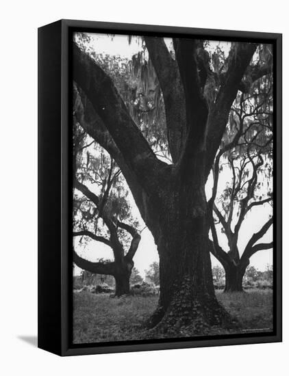 Dueling Oaks-Andreas Feininger-Framed Stretched Canvas