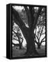 Dueling Oaks-Andreas Feininger-Framed Stretched Canvas