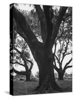 Dueling Oaks-Andreas Feininger-Stretched Canvas