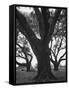 Dueling Oaks-Andreas Feininger-Framed Stretched Canvas