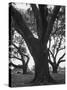 Dueling Oaks-Andreas Feininger-Stretched Canvas