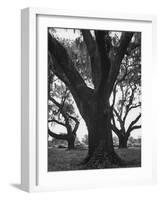 Dueling Oaks-Andreas Feininger-Framed Photographic Print