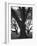 Dueling Oaks-Andreas Feininger-Framed Photographic Print