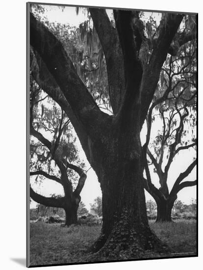 Dueling Oaks-Andreas Feininger-Mounted Photographic Print