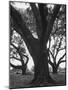 Dueling Oaks-Andreas Feininger-Mounted Photographic Print