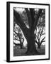 Dueling Oaks-Andreas Feininger-Framed Photographic Print