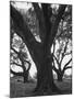 Dueling Oaks-Andreas Feininger-Mounted Photographic Print