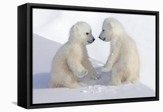 Dueling Polar Bear Cubs-Howard Ruby-Framed Stretched Canvas