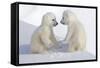 Dueling Polar Bear Cubs-Howard Ruby-Framed Stretched Canvas