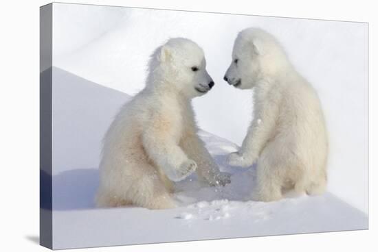 Dueling Polar Bear Cubs-Howard Ruby-Stretched Canvas