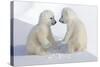 Dueling Polar Bear Cubs-Howard Ruby-Stretched Canvas