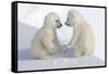 Dueling Polar Bear Cubs-Howard Ruby-Framed Stretched Canvas