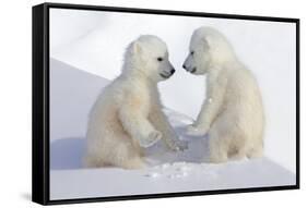Dueling Polar Bear Cubs-Howard Ruby-Framed Stretched Canvas