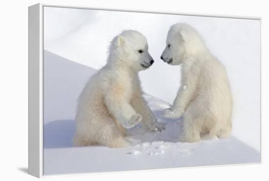 Dueling Polar Bear Cubs-Howard Ruby-Framed Stretched Canvas