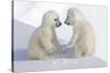Dueling Polar Bear Cubs-Howard Ruby-Stretched Canvas