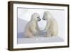 Dueling Polar Bear Cubs-Howard Ruby-Framed Premium Photographic Print