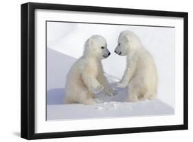 Dueling Polar Bear Cubs-Howard Ruby-Framed Premium Photographic Print