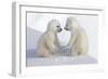 Dueling Polar Bear Cubs-Howard Ruby-Framed Premium Photographic Print