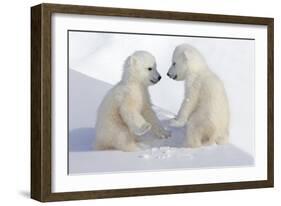 Dueling Polar Bear Cubs-Howard Ruby-Framed Photographic Print