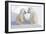 Dueling Polar Bear Cubs-Howard Ruby-Framed Photographic Print