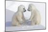 Dueling Polar Bear Cubs-Howard Ruby-Mounted Photographic Print