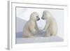 Dueling Polar Bear Cubs-Howard Ruby-Framed Photographic Print