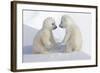 Dueling Polar Bear Cubs-Howard Ruby-Framed Photographic Print