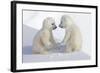 Dueling Polar Bear Cubs-Howard Ruby-Framed Photographic Print