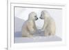 Dueling Polar Bear Cubs-Howard Ruby-Framed Photographic Print