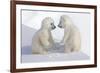 Dueling Polar Bear Cubs-Howard Ruby-Framed Photographic Print