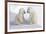 Dueling Polar Bear Cubs-Howard Ruby-Framed Photographic Print