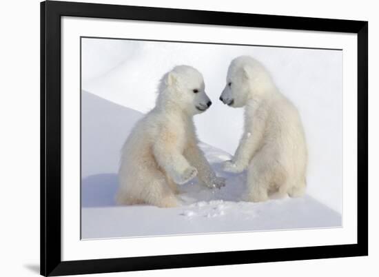 Dueling Polar Bear Cubs-Howard Ruby-Framed Photographic Print