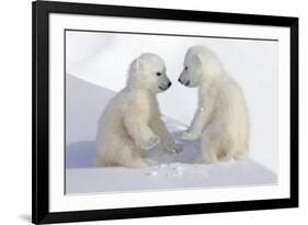 Dueling Polar Bear Cubs-Howard Ruby-Framed Photographic Print