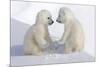 Dueling Polar Bear Cubs-Howard Ruby-Mounted Photographic Print